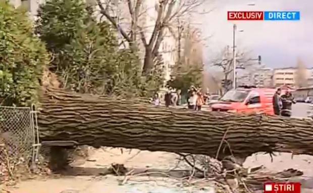 Un copac dărâmant de vânt a distrus un autocar parcat pe o stradă din București