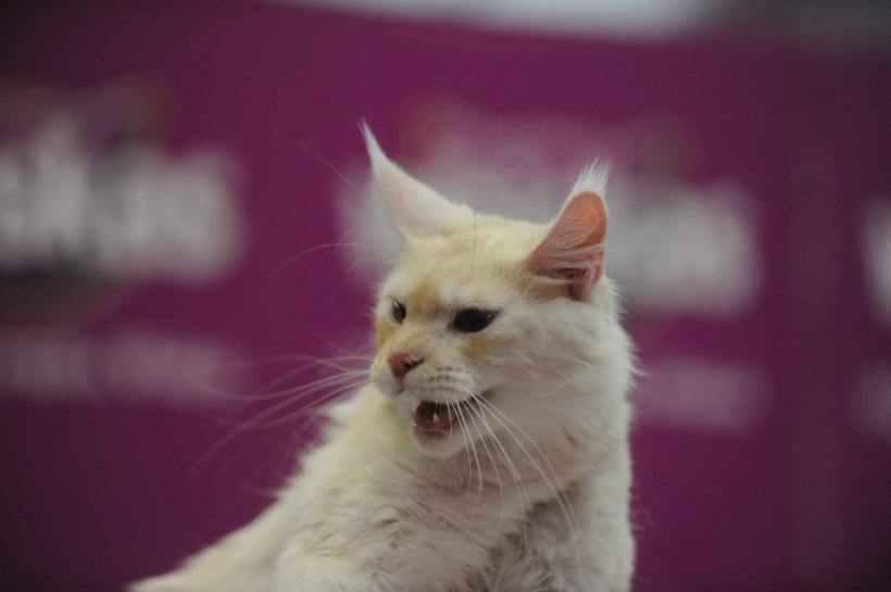 GALERIE FOTO. SofistiCat de primăvară, la Romexpo 18532071