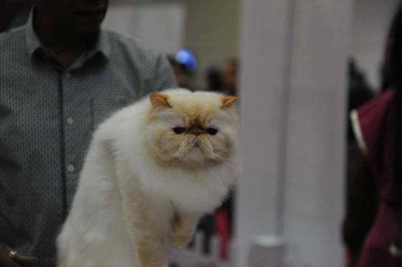 GALERIE FOTO. SofistiCat de primăvară, la Romexpo 18532072