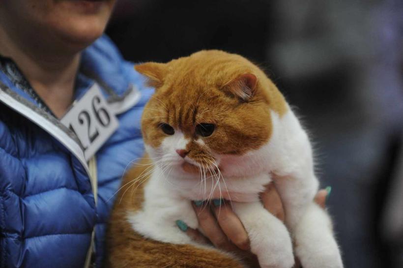 GALERIE FOTO. SofistiCat de primăvară, la Romexpo 18532073