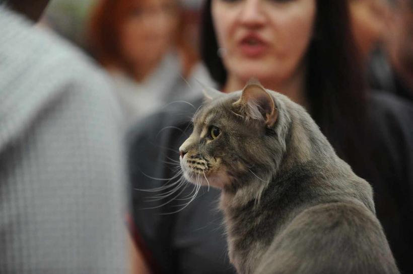GALERIE FOTO. SofistiCat de primăvară, la Romexpo 18532074