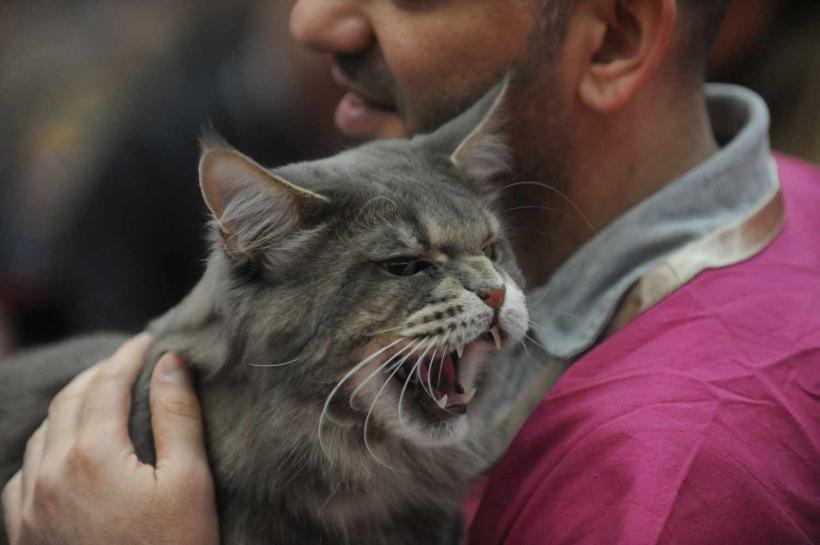 GALERIE FOTO. SofistiCat de primăvară, la Romexpo 18532075