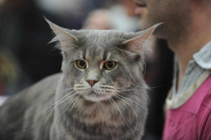 GALERIE FOTO. SofistiCat de primăvară, la Romexpo 18532076