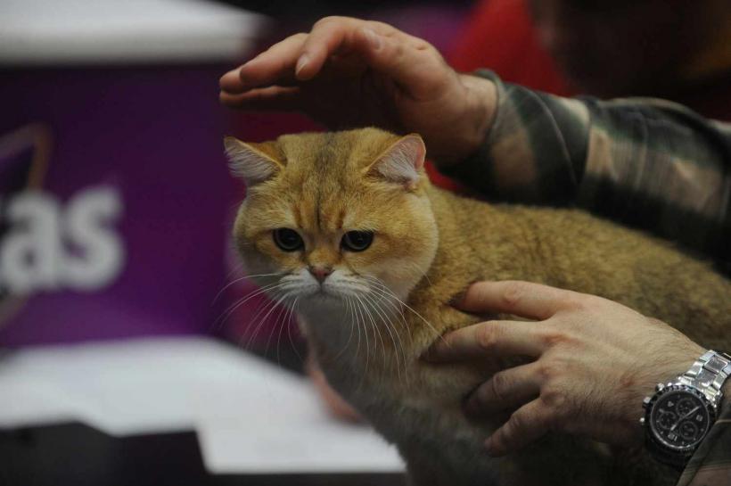 GALERIE FOTO. SofistiCat de primăvară, la Romexpo 18532077