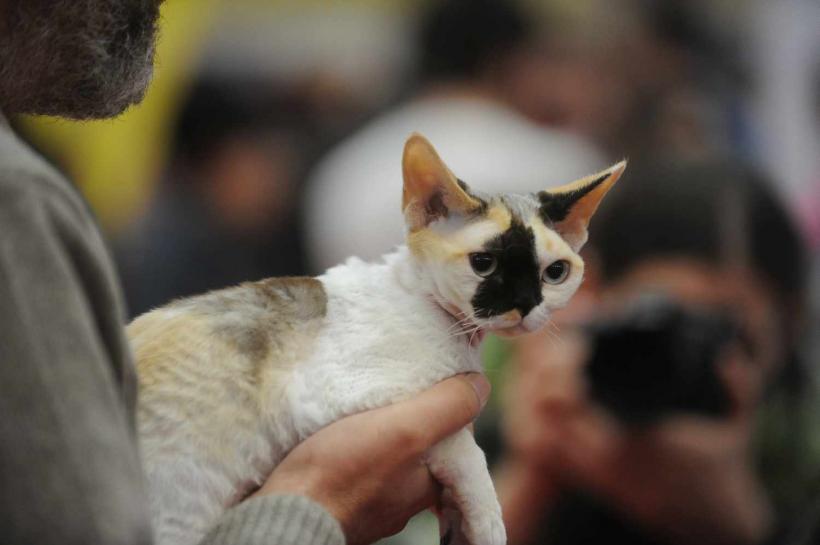 GALERIE FOTO. SofistiCat de primăvară, la Romexpo 18532081
