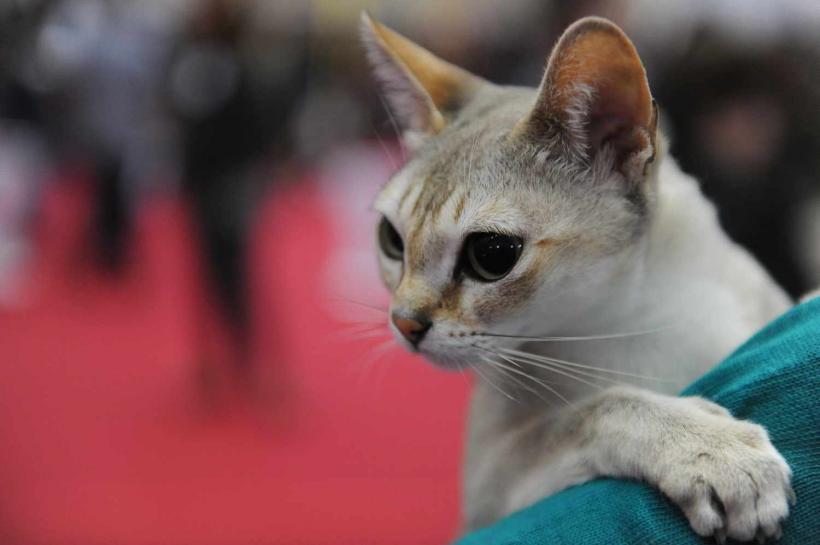 GALERIE FOTO. SofistiCat de primăvară, la Romexpo 18532082