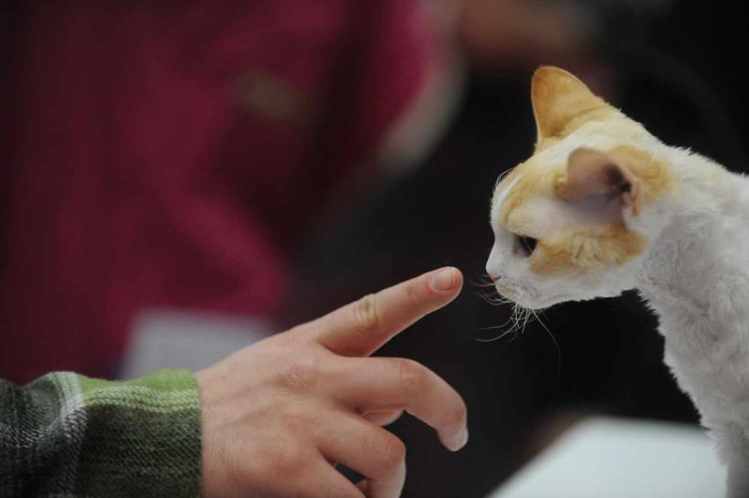 GALERIE FOTO. SofistiCat de primăvară, la Romexpo 18532083