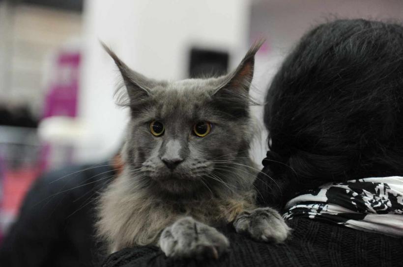 GALERIE FOTO. SofistiCat de primăvară, la Romexpo 18532084