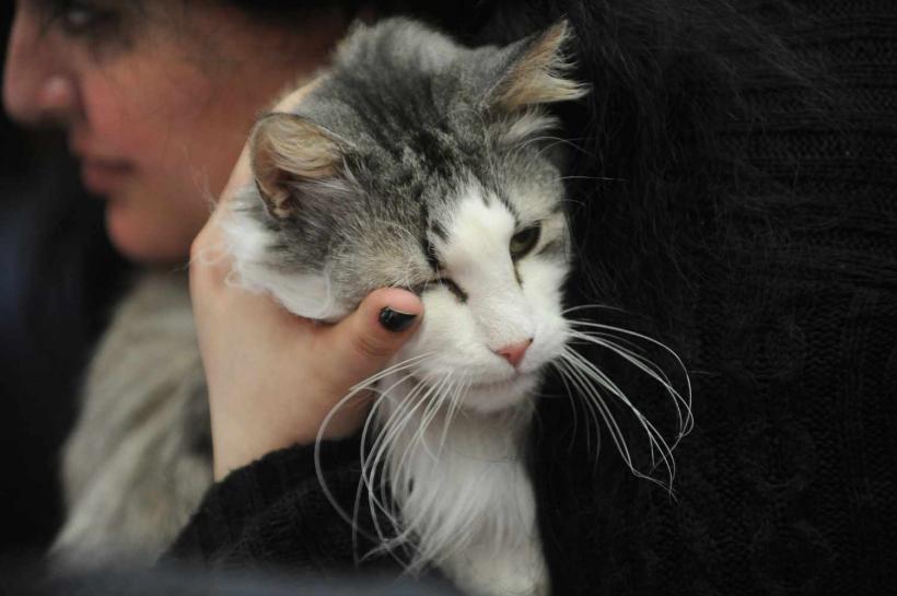 GALERIE FOTO. SofistiCat de primăvară, la Romexpo 18532086