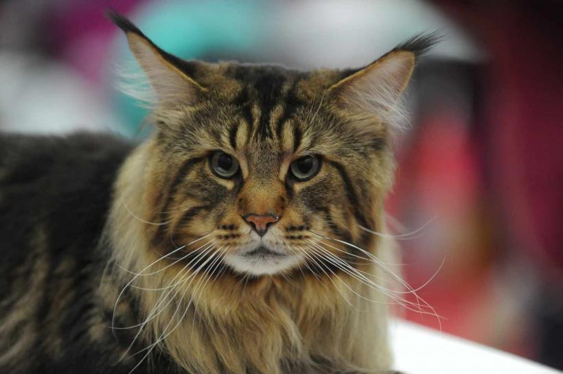 GALERIE FOTO. SofistiCat de primăvară, la Romexpo 18532087