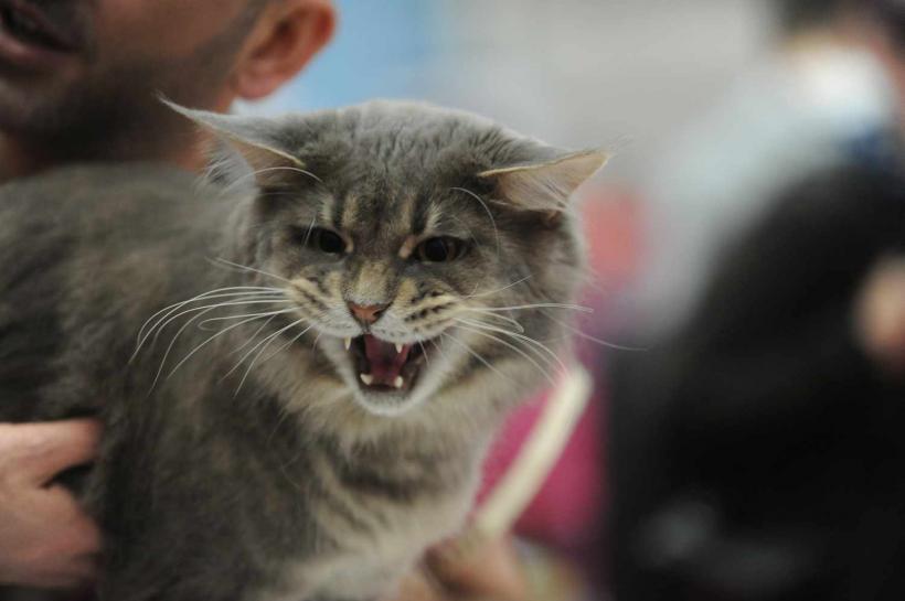 GALERIE FOTO. SofistiCat de primăvară, la Romexpo 18532088