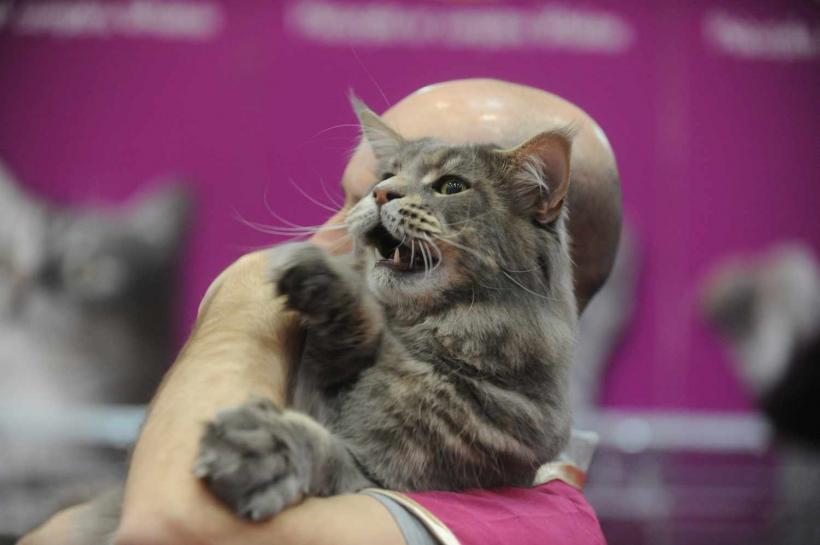 GALERIE FOTO. SofistiCat de primăvară, la Romexpo 18532089