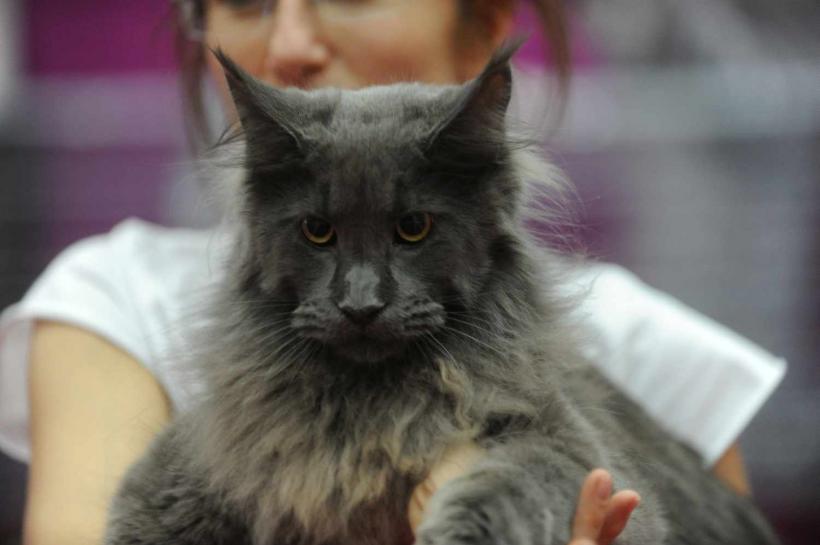 GALERIE FOTO. SofistiCat de primăvară, la Romexpo 18532090