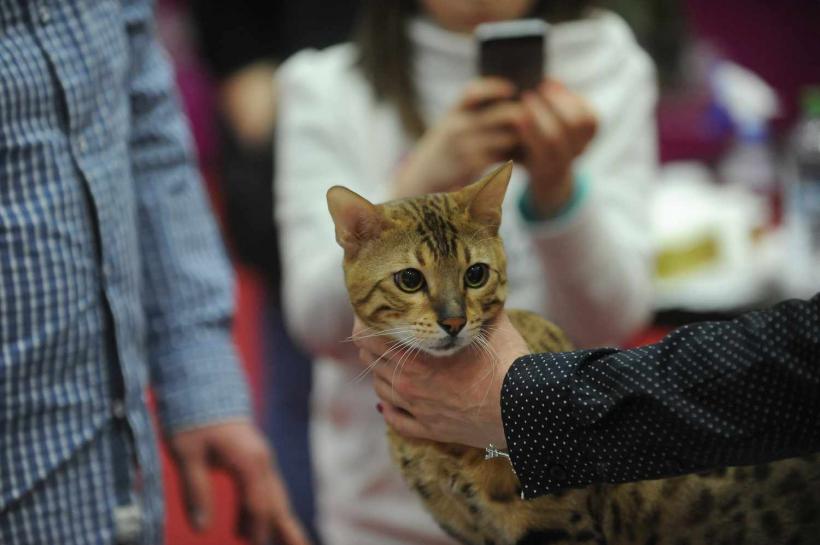 GALERIE FOTO. SofistiCat de primăvară, la Romexpo 18532091