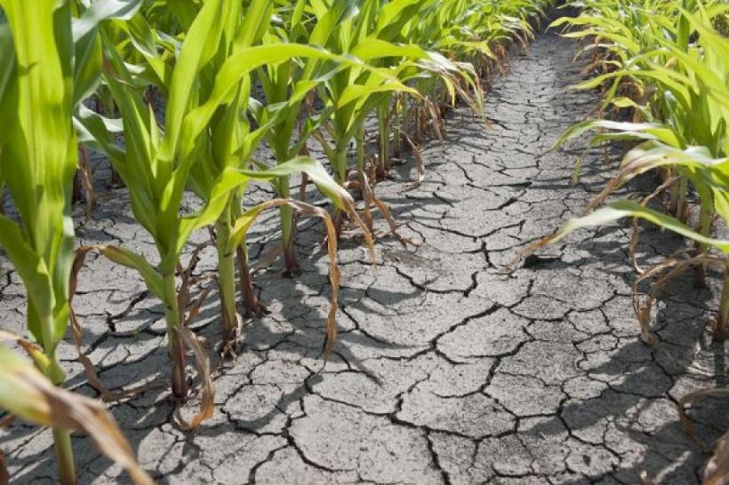 Sfaturi pentru agricultori. Va fi secetă în vara lui 2016?