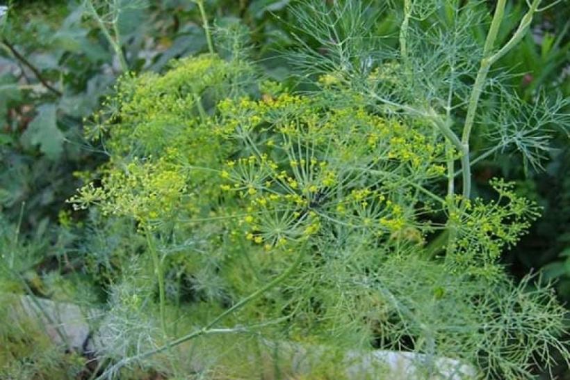 Tratamente naturiste. Miracolul verde din grădină. 12 acțiuni benefice pentru sănătate ale mărarului
