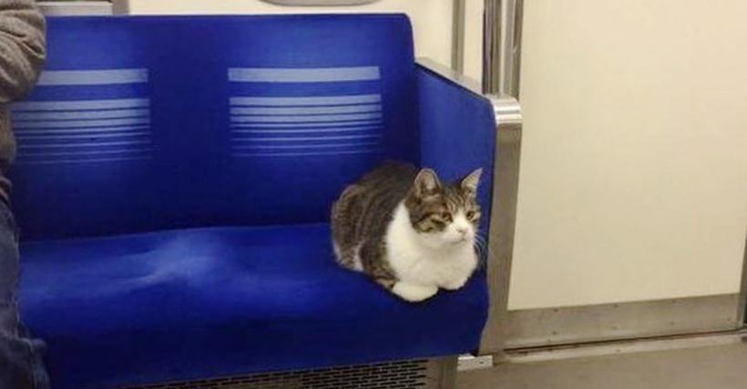 O pisică se plimbă de trei ani cu metroul din Tokyo 