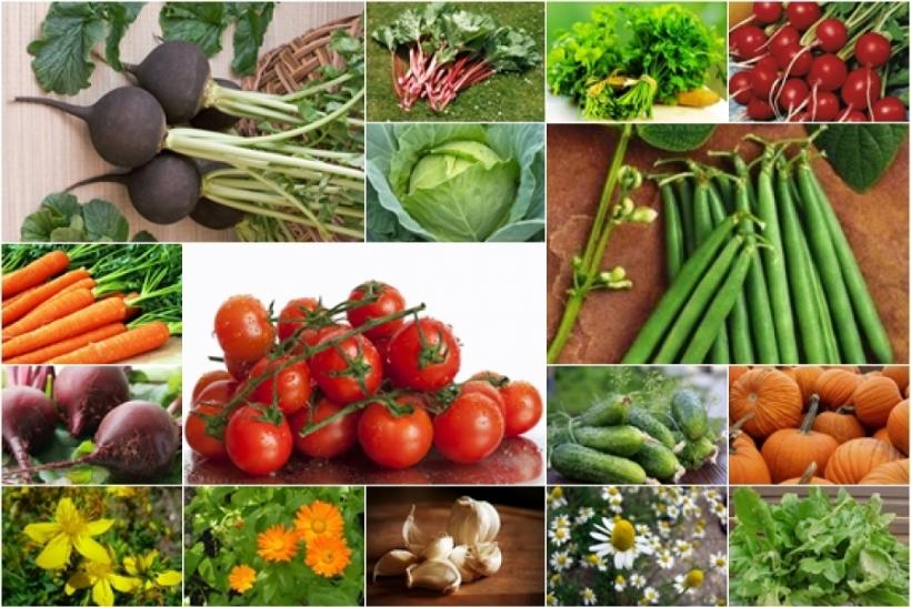Tratamente naturiste. 17 plante cu proprietăţi curative