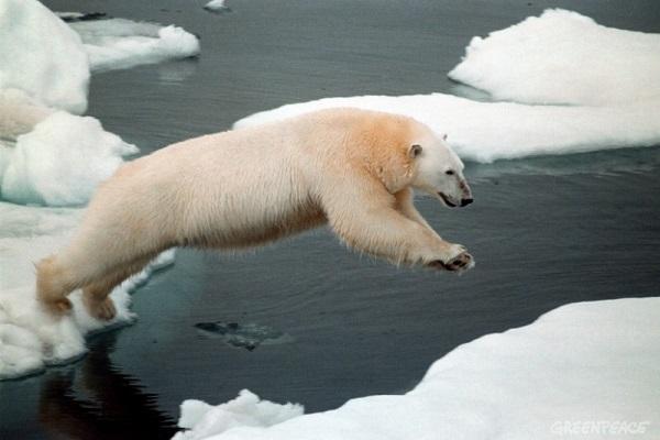 Ce a determinat „cura de slăbire” a urșilor polari? Omenirea caută un răspuns
