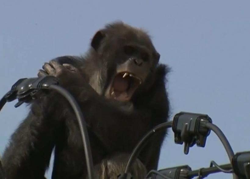 VIDEO - Un cimpanzeu scăpat de la o grădină zoologică a ținut pe jar un oraș întreg