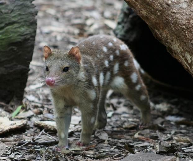 Pisicile marsupiale, specie în pericol de dispariţie, sunt dresate în Australia să evite să mănânce broaşte râioase toxice