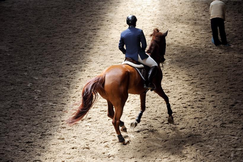 Cei mai buni cai din România s-au întrecut la Circuitul Salonul Calului 2016