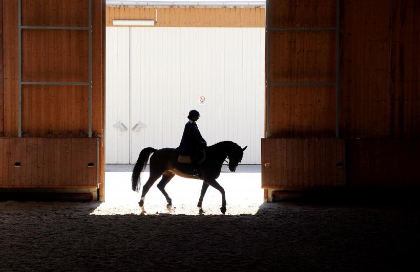 Cei mai buni cai din România s-au întrecut la Circuitul Salonul Calului 2016 18535432