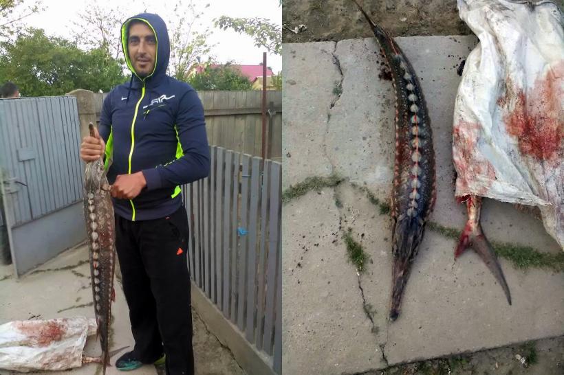 S-a lăudat pe Facebook cu un sturion pescuit din Dunăre, iar acum riscă pușcăria