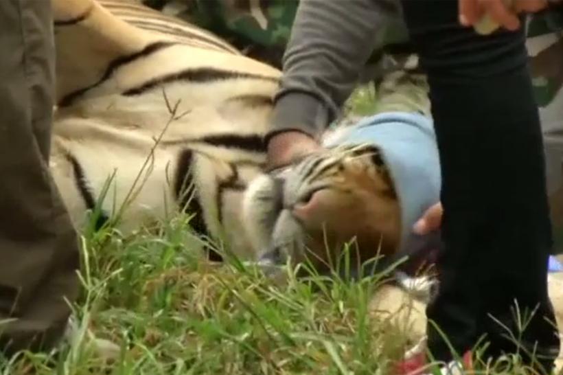 VIDEO - A început evacuarea ”templului tigrilor” din Thailanda