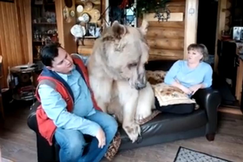 VIDEO - Doi ruși au ca animal de casă un urs de 136 de kilograme
