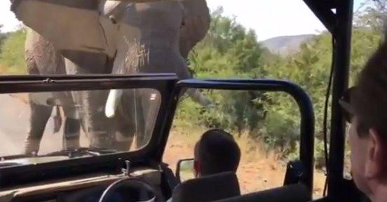 VIDEO - Emoții pentru Arnold Schwarzenegger în timpul unui safari