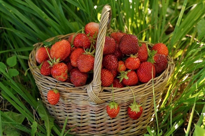 Tratamente naturiste. Căpșunile și beneficiile lor. 11 motive care te vor convinge să le consumi!