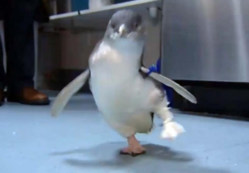 VIDEO - Unui pinguin şchiop i-a fost confecționat un picior imprimat în 3D 