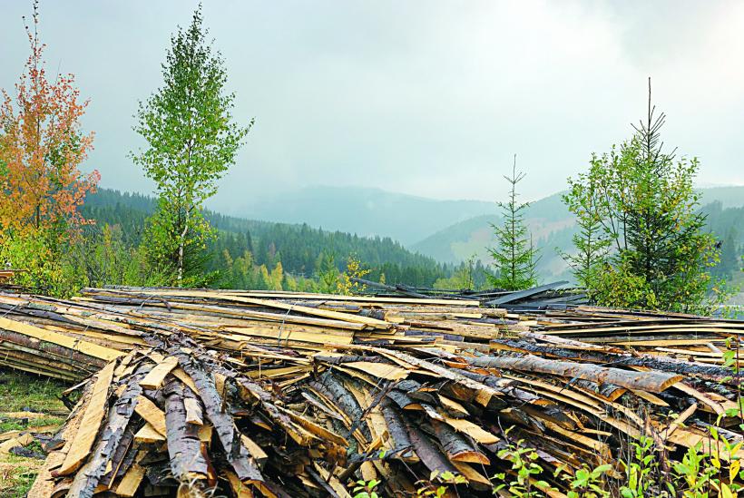 Peste 360.000 ha. de pădure, distruse de defrişări
