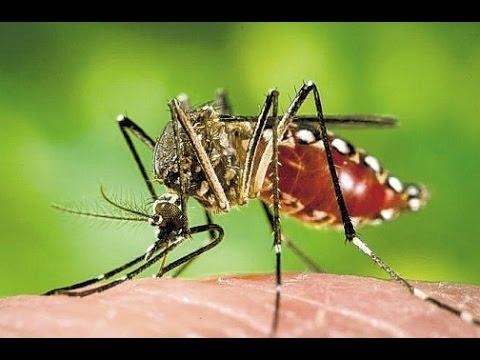 VIRUSUL ZIKA Statul Florida, poartă de intrare în SUA, intensifică lupta împotriva ţânţarului vector al bolii 