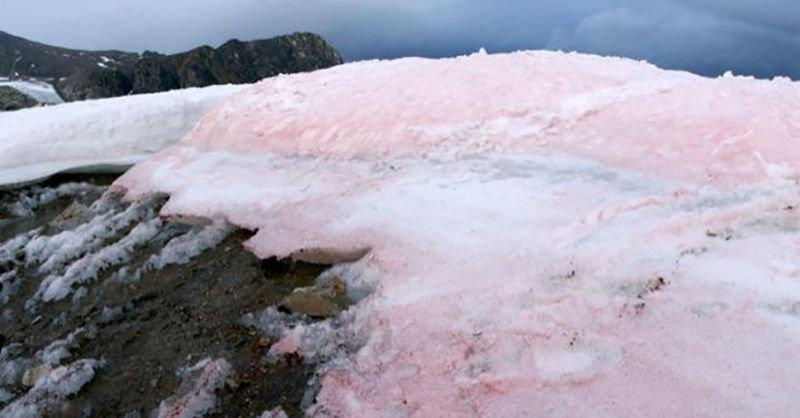 Algele de zăpadă cu pigment roşu accelerează dezgheţul în zona arctică (studiu) 