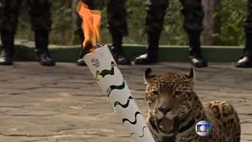 JO 2016: Jaguar, dintr-o specie pe cale de dispariție, împuşcat în timpul ştafetei flăcării olimpice. Felina era simbolul acestei editii