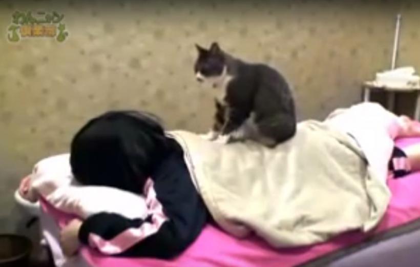 VIDEO - Într-un spa din Japonia, clienţii pot fi masaţi de... pisici 