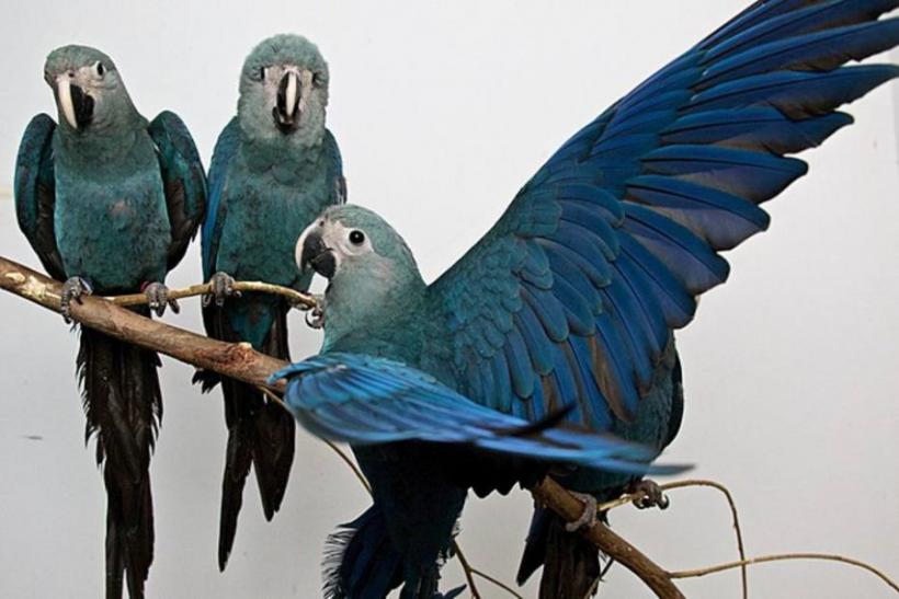 VIDEO - Un papagal dintr-o specie dispărută a fost zărit în Brazilia