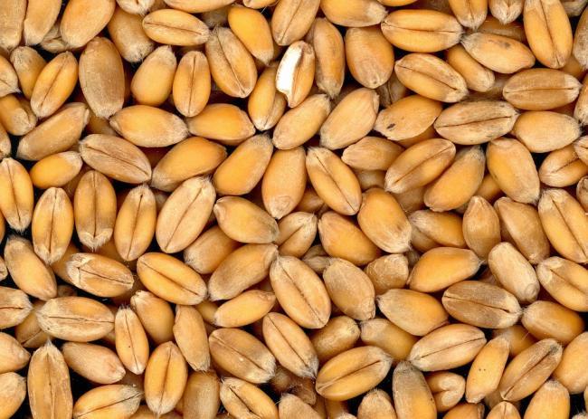 Egiptul va cumpăra grâu din regiunea Mării Negre, la prima licitaţie din acest sezon