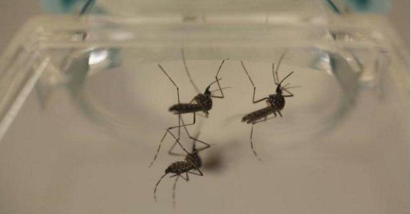 Virusul Zika. Primul caz confirmat în România!
