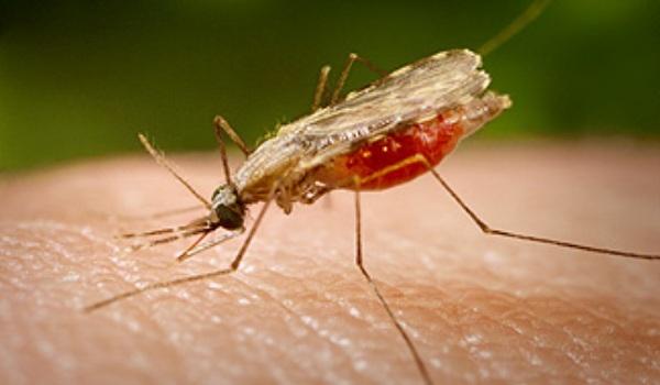 Tratamente naturiste. Soluția naturală care ține țânțarii la distanță. Cum o prepari? Cum o folosești?