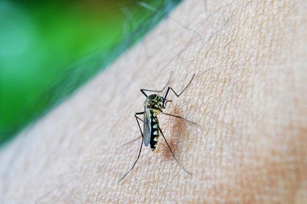 Al doilea caz de Zika în România: Un copil de 10 ani