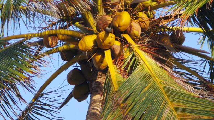 Beneficiile uluitoare ale uleiului de cocos asupra organismului. Cum îl poți folosi