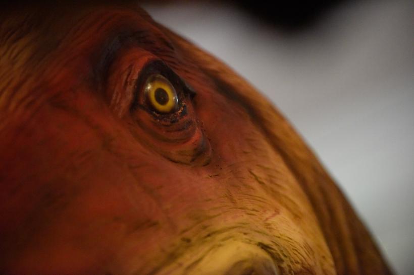 GALERIE FOTO. Cum arată cel mai mare animal zburător din lume 18544413