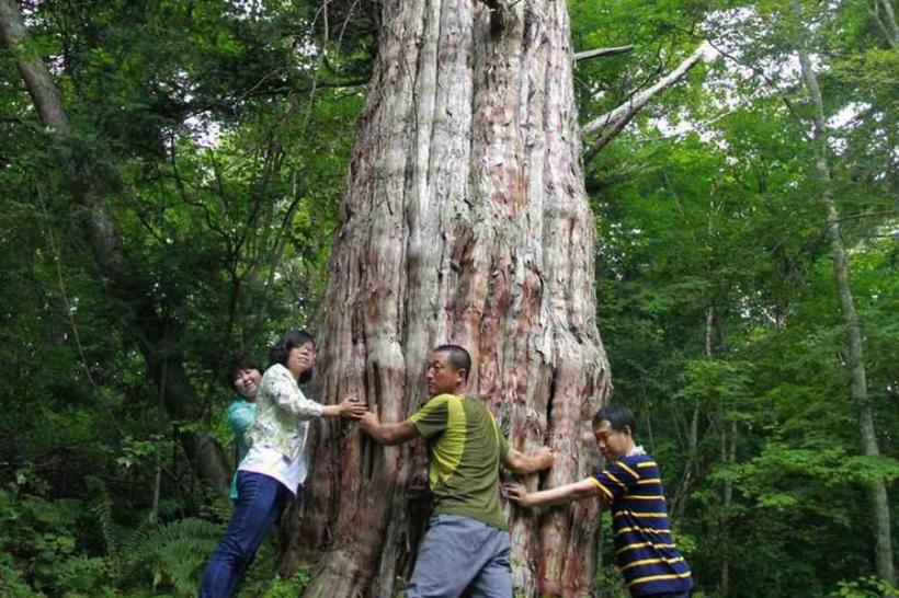 Un arbore viu vechi de 3.000 de ani, descoperit în China 