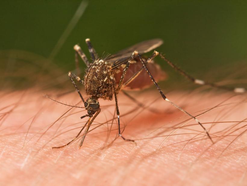 Cum scăpăm de ţânţari