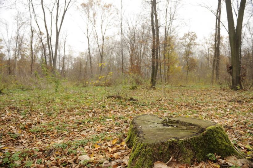 Suceava - Copil de 12 ani, găsit mort la liziera unei păduri