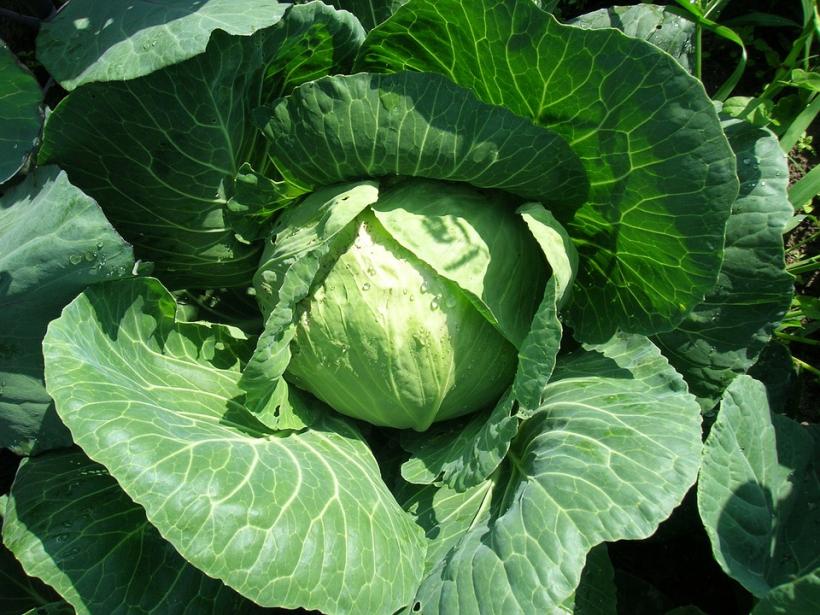 Varza, leguma care te ferește de cancer