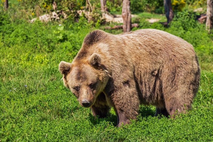 Cum se desfăşoară hibernarea urşilor